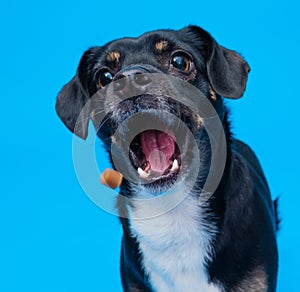 Black dog lunges for midair treat